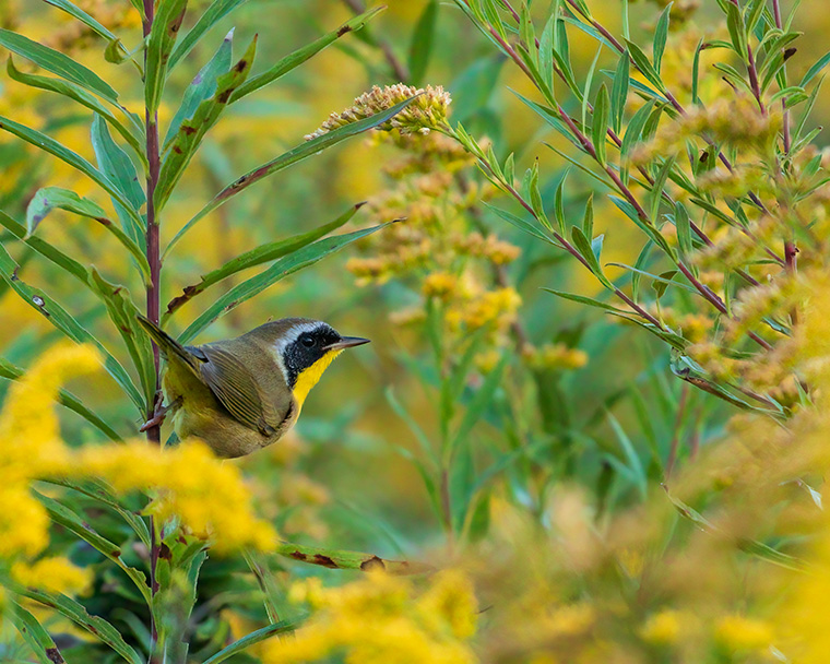 Click to see more details