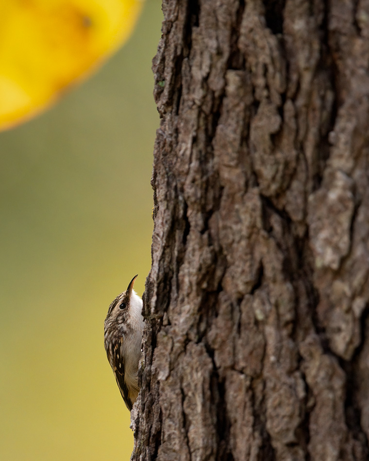 Click to see more details