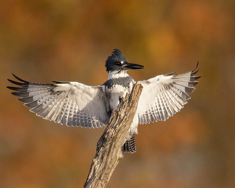 Click to see more details