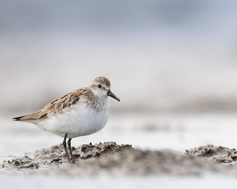 Click to see more details