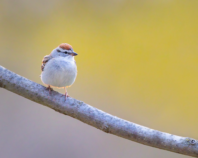 Click to see more details