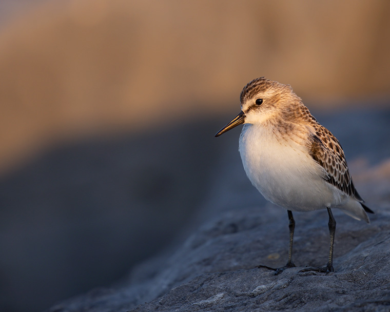 Click to see more details