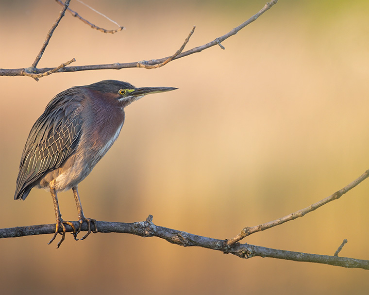 Click to see more details