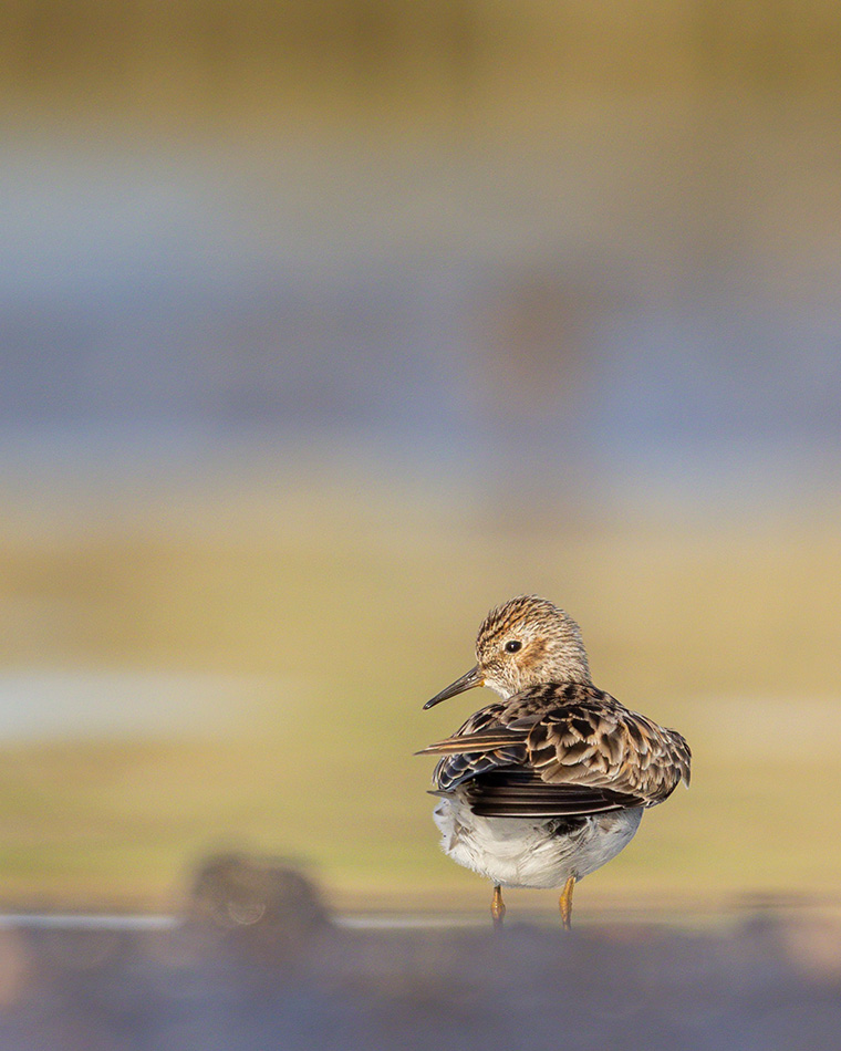 A Radiant Least Sandpiper