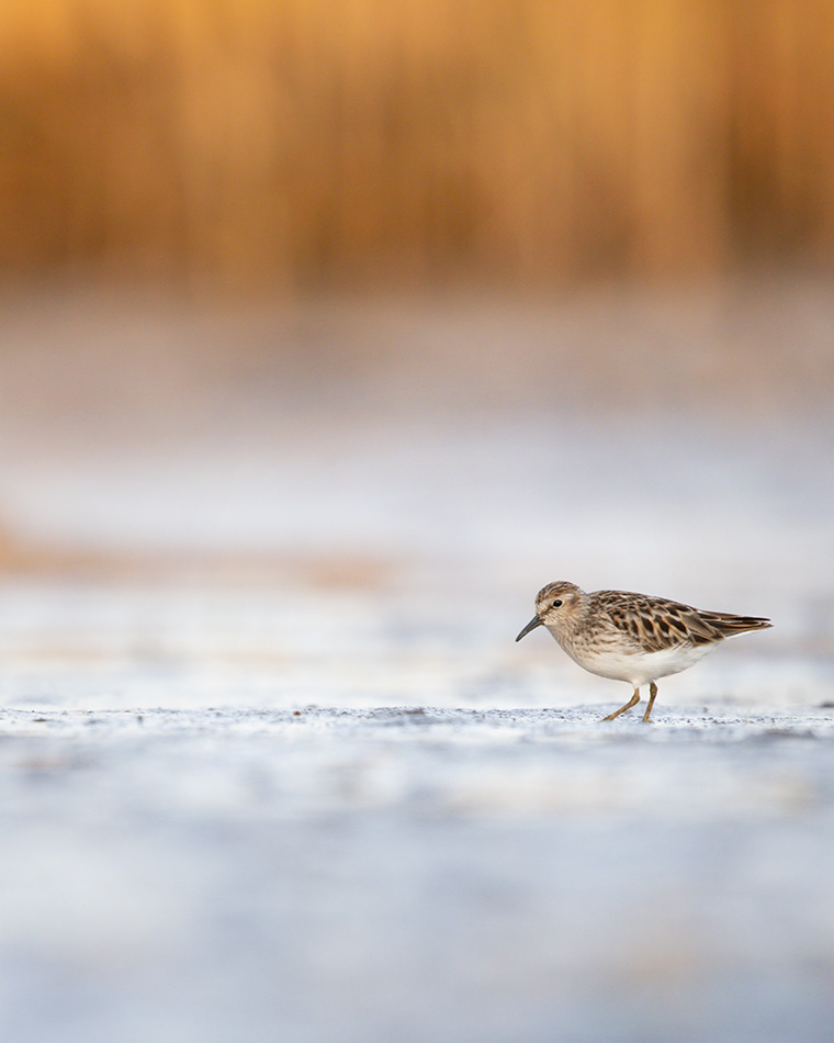 Click to see more details