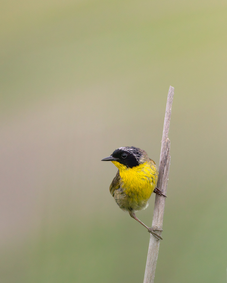 Click to see more details