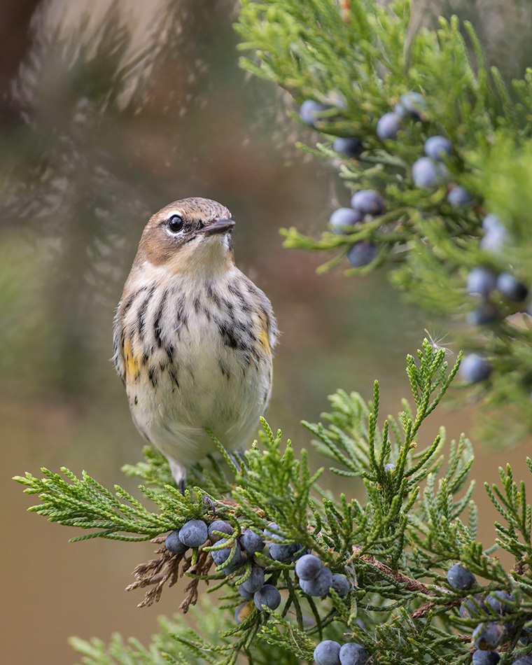 Click to see more details