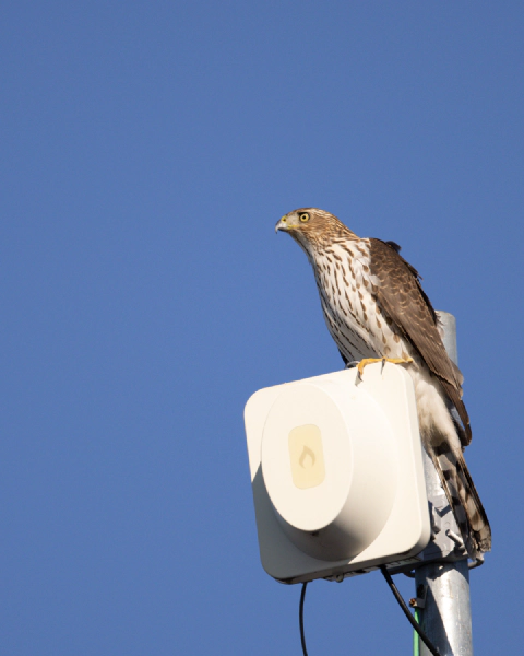 Cooper's Hawk