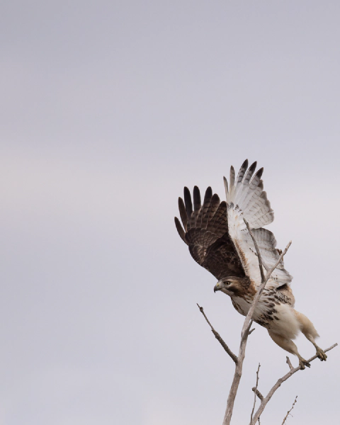 Red-tailed hawk lifting off